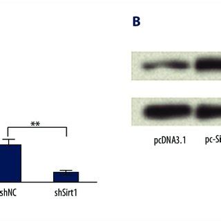 Effects Of Transfection On Sirtuin 1 Sirt1 Expression BaF3 Cells