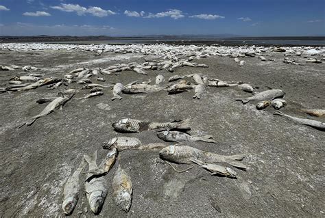 La Sequ A Mata A Cientos De Miles De Peces En El Norte De M Xico