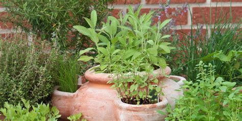 4 Medicinal Plants You Can Grow In Pots Mayernik Kitchen