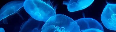 14 Jellyfish Facts About the Ocean's Graceful Drifters