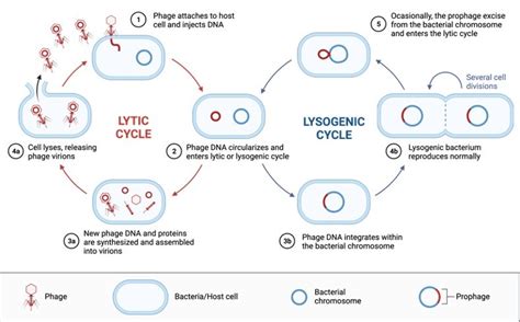 Lysogenic Cycle Definition Steps Examples I Researchtweet