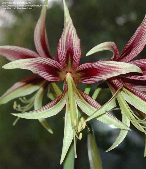 Plantfiles Pictures Hippeastrum Amaryllis Lima Hippeastrum