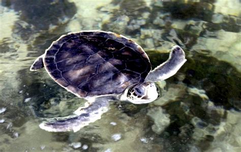 Flatback Sea Turtle – "OCEAN TREASURES" Memorial Library