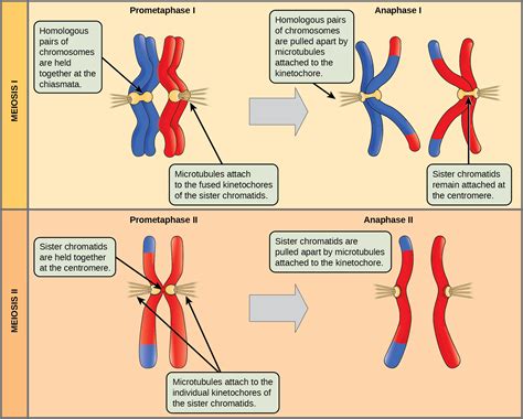 The Process Of Meiosis Openstax Biology 2e