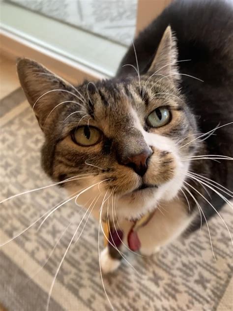 Petsitting Ive Been Pethouse Sitting These Cuties The Last 10 Days