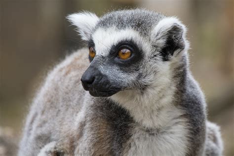 Lemur Tail London Zoo - Free photo on Pixabay - Pixabay