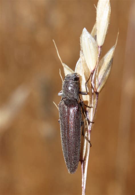 Elateridae Beetles Of The Cuyamaca Mountains