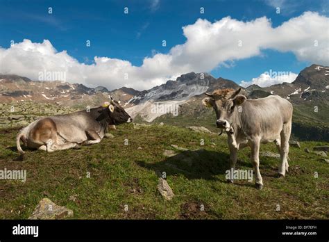 Tyrol Grey Cattle Hi Res Stock Photography And Images Alamy