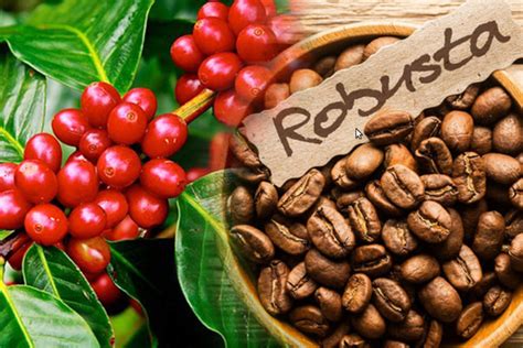 Hạt cafe Robusta có hương vị nồng nàn – Bạn đã thưởng thức chưa?