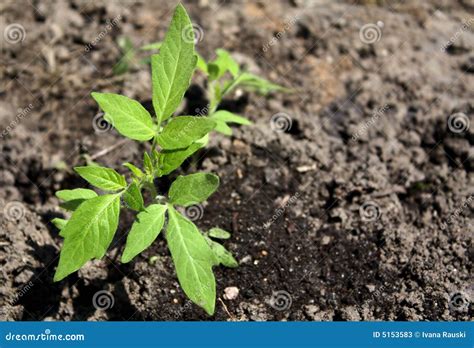 Brote Del Tomate Imagen De Archivo Imagen De Tierra Vida 5153583