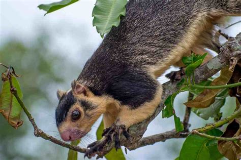 The Surprising National Animals Of Sri Lanka