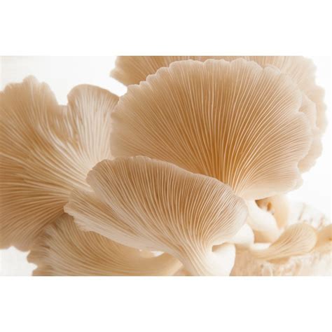 Mushroom Liquid Culture Phoenix Oyster Pleurotus Pulmonarius