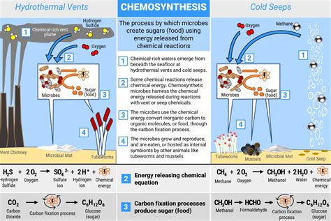 Chemosynthesis - Definition, Process, Equation, Chemosynthetic bacteria ...