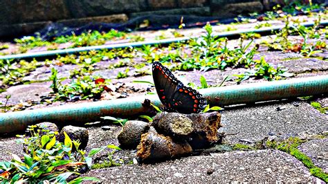 🔥 Beautiful butterfly on some poop 🔥 : r/NatureIsFuckingLit