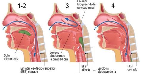 ANATOMÍA HUMANA: Deglución (vídeo)