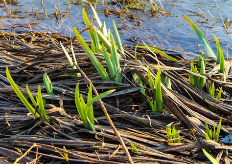 Free Images Landscape Tree Water Nature Swamp Plant Leaf