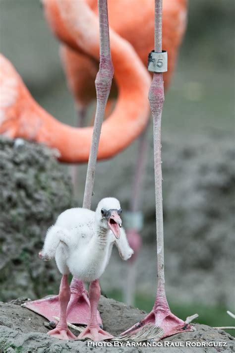 The Metro Photographer: Baby Flamingo at Zoo Miami