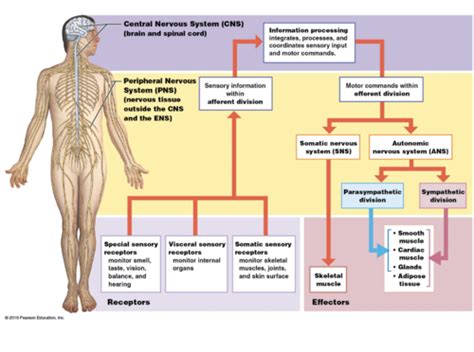 Mcat Biology Nervous System Flashcards Quizlet