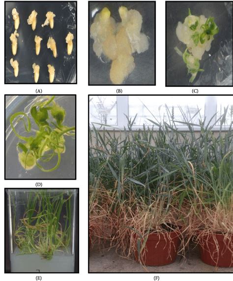 Callus Formation Somatic Embryogenesis And Plant Regeneration From