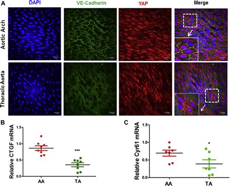 Atheroprotective Laminar Flow Inhibits Hippo Pathway Effector Yap In