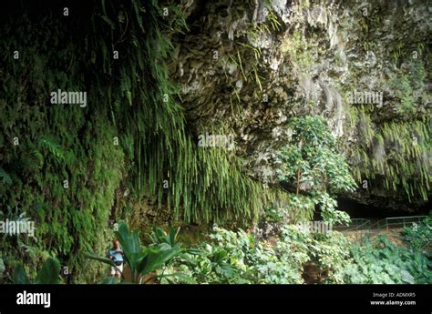 Fern Grotto The Natural Lava Rock Amphitheatre On The Wailua River