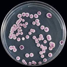 Identification Of C Auris Candida Auris C Auris Cdc