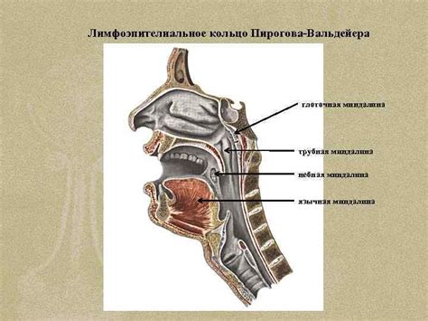 Введение в спланхнологию. Закономерности развития и строения ...