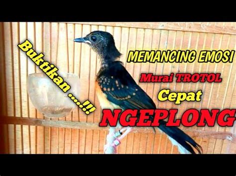 Pancingan Murai Batu Trotol Agar Ngplong Sangat Cocok Untuk Murai Batu