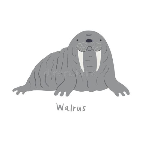 Cute Cartoon Walrus Isolated On White Stock Vector Illustration Of