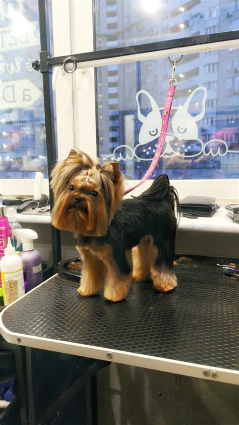 Yorkie haircuts and Yorkie haircuts: beauty and health! - V.O.G DOG