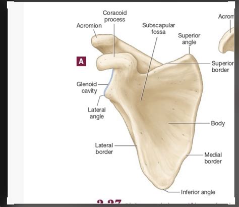 Scapula Bone Diagram Quizlet