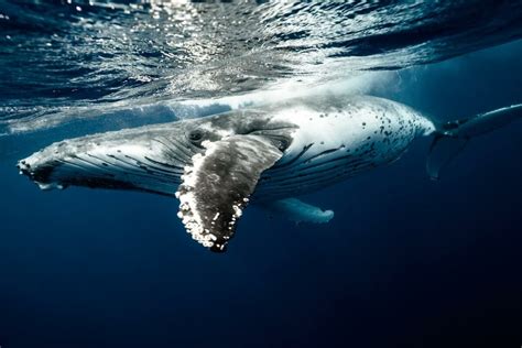 Sleeping Giants: How Do Whales Sleep? - MarinePatch