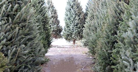 Fresh Cut Christmas Trees Flowerland