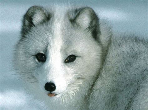 Cute Baby Arctic Wolf