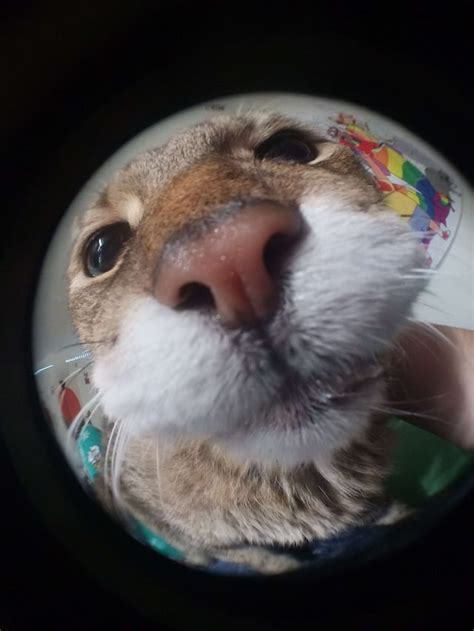 I took a picture of my cat with a fisheye lens : r/pics