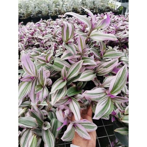 Tanaman Hias Tradescantia Nanouk Lazada Indonesia