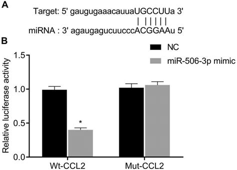 Detection Results Of The Target Relationship Between MiR 506 3p And