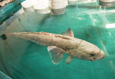 Antarctic Toothfish - Know More Of This Voracious Predator In The ...