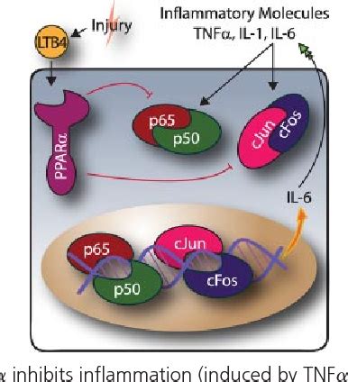 Figure 2 From Roles Of Peroxisome Proliferator Activated Receptors