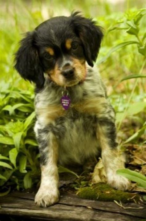 French Brittany vs Boykin Spaniel - Breed Comparison