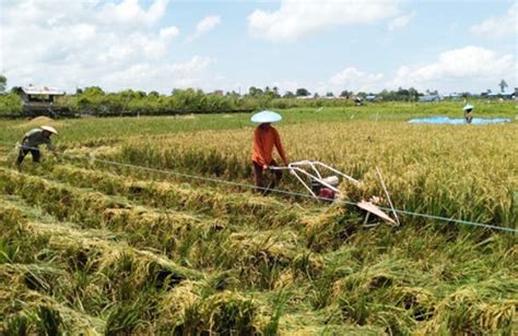 Kabupaten Kutai Kartanegara Masih Jadi Lumbung Pangan Utama Bagi Kaltim