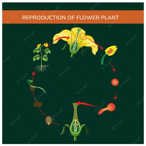 Premium Vector | Reproduction of flower plant vector illustration