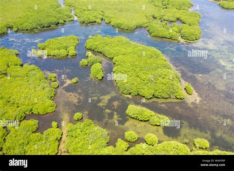 Mangroves Top View Mangrove Forest And Winding Rivers Tropical