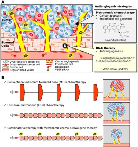 Figure 1 From Synergistic Antitumor Effects Of Combination Treatment