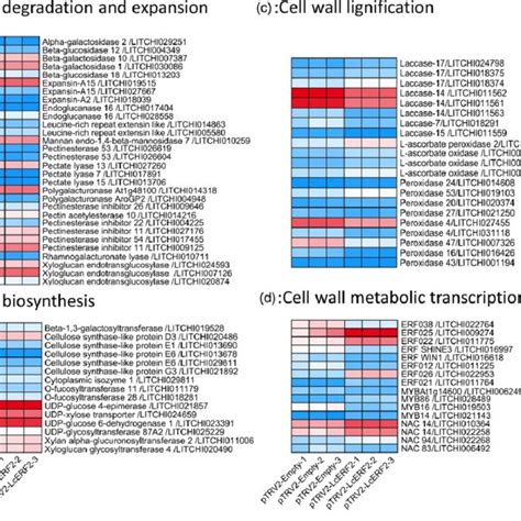 Heat Maps Showing The Expression Of Genes Involved In Cell Wall