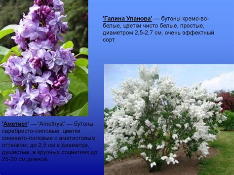 Красиво цветущие кустарники - презентация онлайн