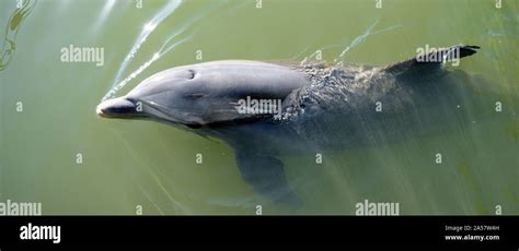 Cuba Dolphin High Resolution Stock Photography And Images Alamy