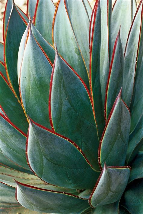 Agave Red Edge - Succulent - Outdoor Plants | Plantshop.me