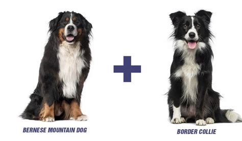 Bernese Mountain Dog Border Collie Mix I Bordernese I 7 Reasons Why Bordernese Is The Perfect ...