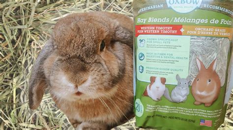 Get The Most Out Of Your Rabbit S HAY YouTube